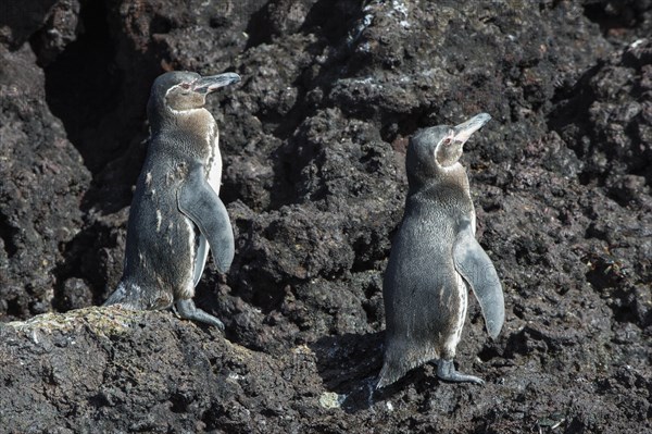 Galapagos Penguins (Spheniscus mendiculus)