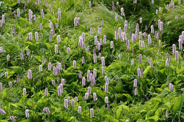 European Bistort (Bistorta officinalis)