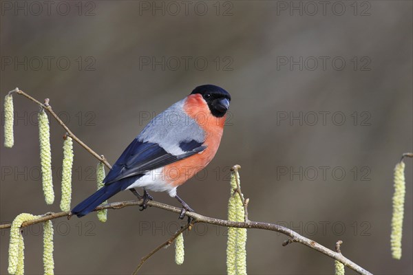 Bullfinch (Pyrrhula pyrrhula)
