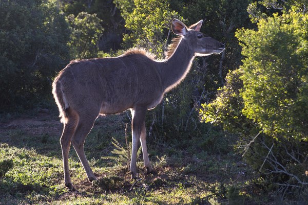 Greater Kudu (Tragelaphus strepsiceros)