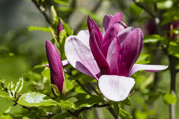 Purple Magnolia (Magnolia liliiflora)