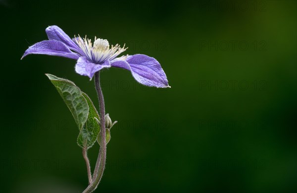 Purple Clematis (Clematis viticella 'Prince Charles')