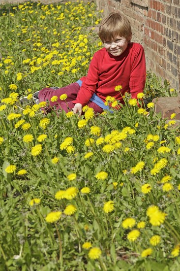 Boy sitting between dandelion flowers