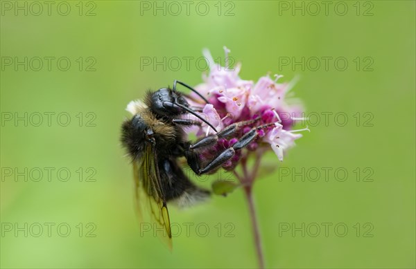 Bumblebee (Bombus) collects nectar on a purple flower