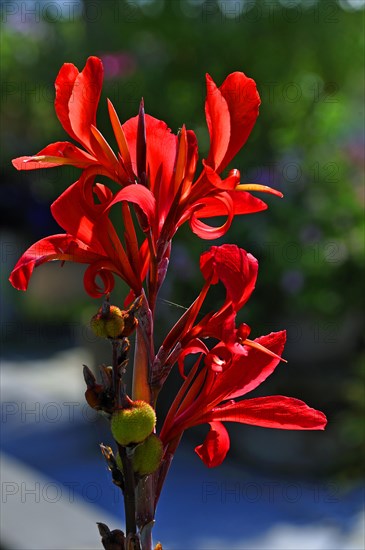 Indian Canna (Canna hybrids)