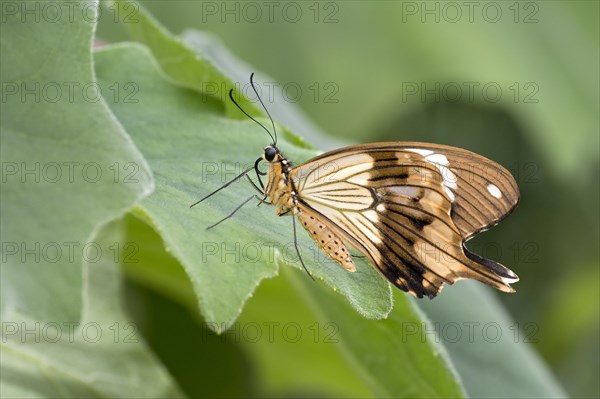 African Swallowtail (Papilio dardanus)