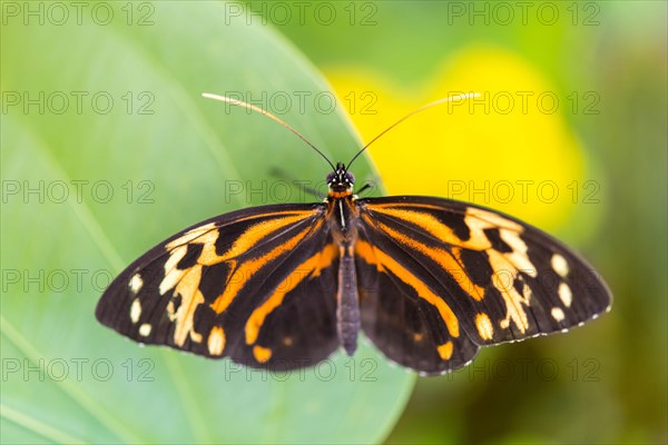 Heliconius xanthocles butterfly