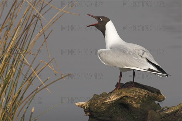 Calling Black-headed gull (Larus ridibundus) on a tree stump