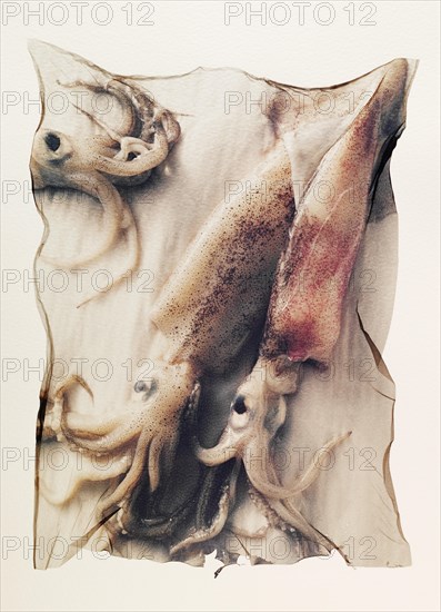 Fresh squid