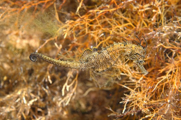 Short-snouted Seahorse (Hippocampus hippocampus)