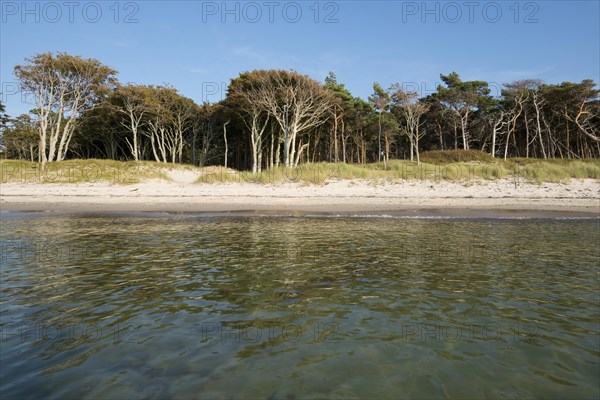 Weststrand beach and forest