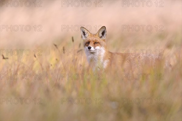 Red Fox (Vulpes vulpes) on a meadow in autumn