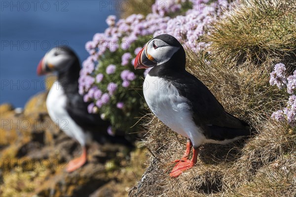 Two Puffins (Fratercula arctica)