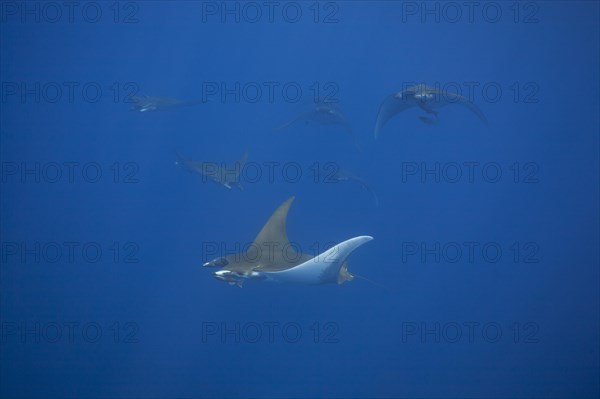 Sicklefin Devil Rays or Box Rays (Mobula tarapacana)
