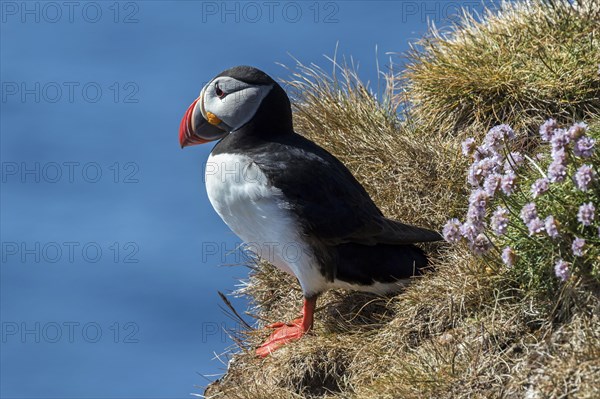 Puffin (Fratercula arctica)
