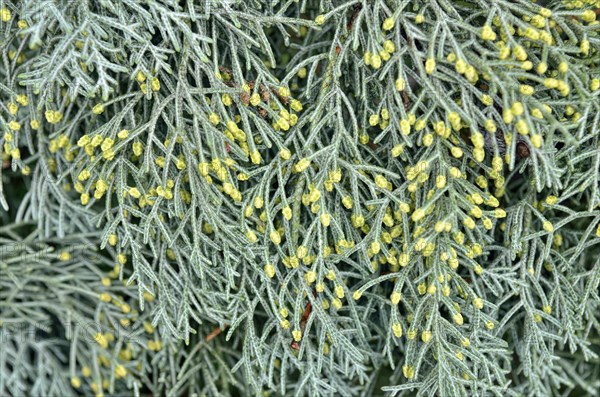 Male flowers of a Cypress (Cypressus sp.)