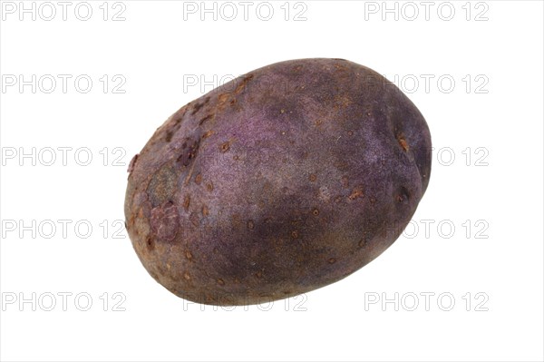 Potato