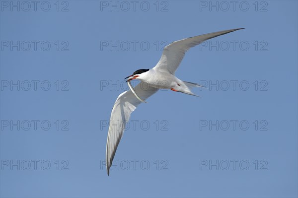 Common Tern (Sterna hirundo) in flight with fish in its beak