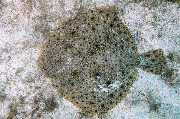 Black-Sea Turbot