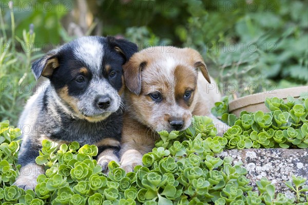 Australian Cattle Dog puppies
