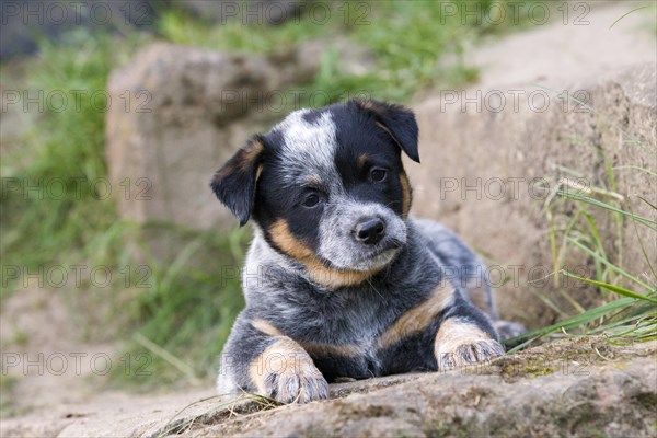 Australian Cattle Dog puppy
