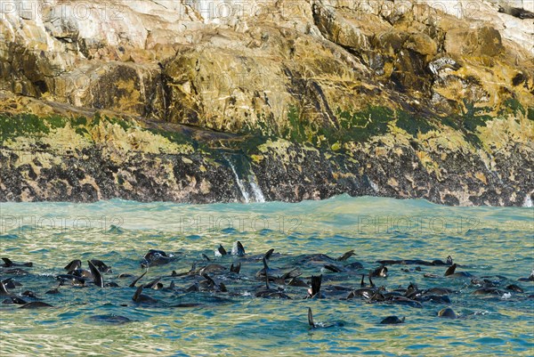 Harbor seals (Phoca vitulina)