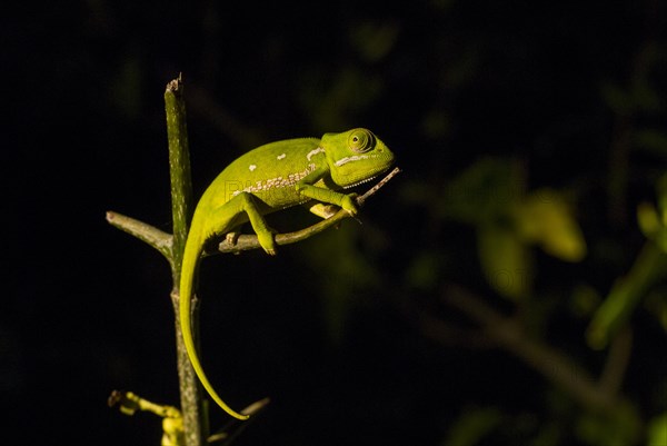 Flap-necked chameleon (Chamaeleo dilepis)