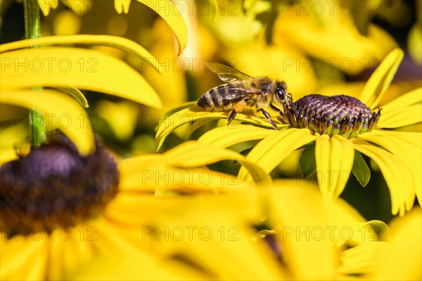 Honey bee (Apis mellifera) sits on yellow flower