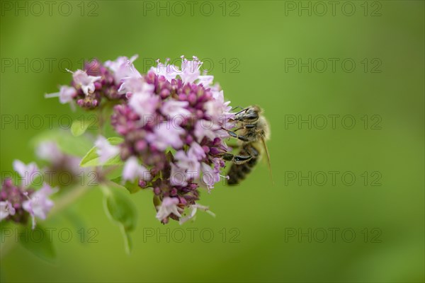 Honey bee (Apis mellifera) on purple flower