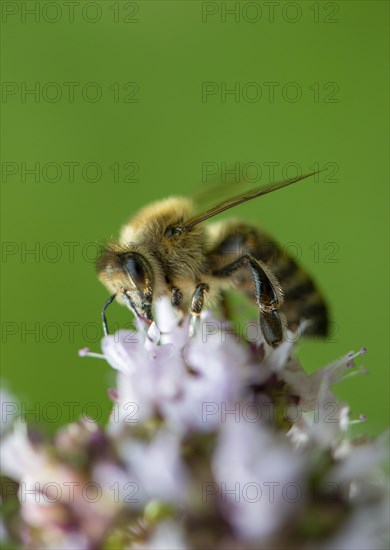 Honey bee (Apis mellifera) on purple flower