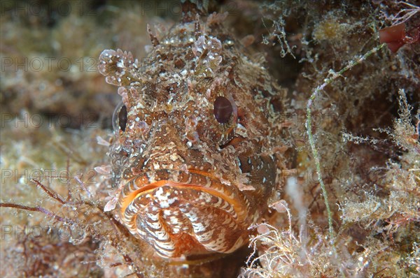Black Scorpionfish (Scorpaena porcus)