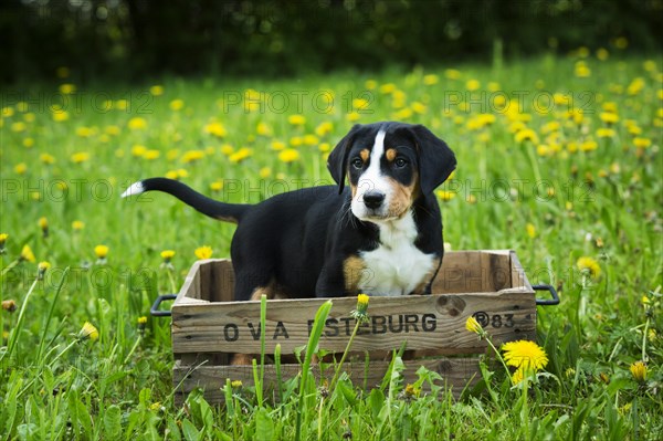 Greater Swiss Mountain Dog