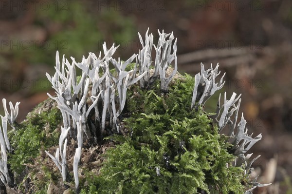 Candlestick Fungus