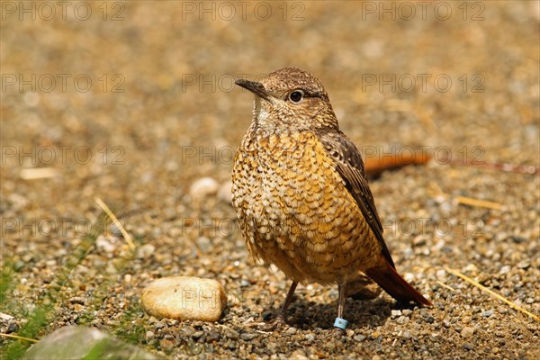 Common Rock Thrush (Monticola saxatilis)