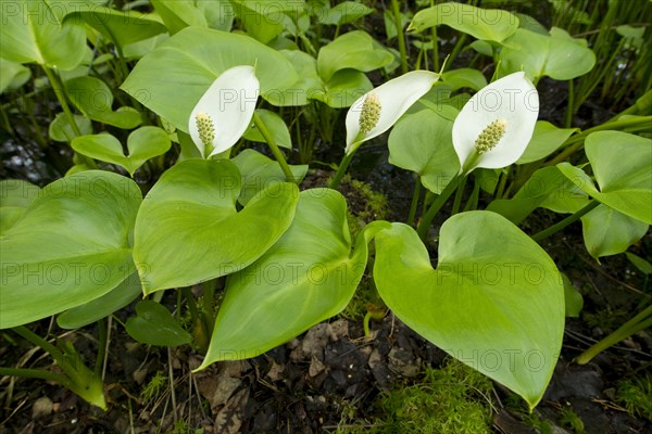 Bog Arum (Calla palustris)