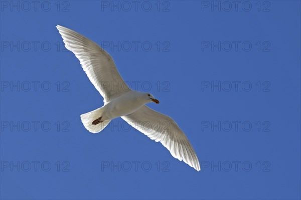 Glaucous Gull (Larus hyperboreus) in flight