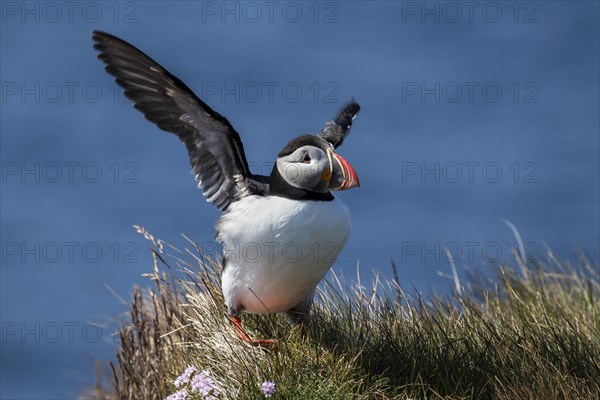 Puffin (Fratercula arctica)