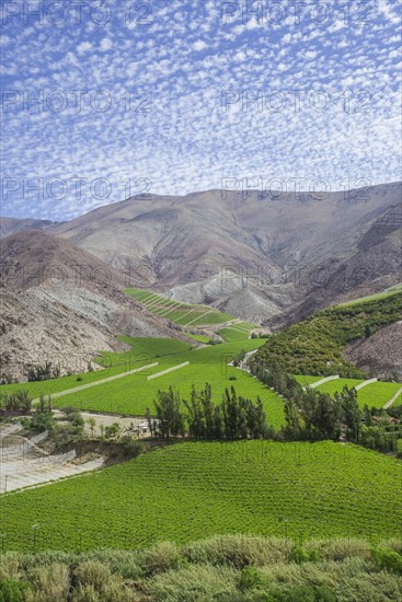 Vineyards in the Valle del Elqui