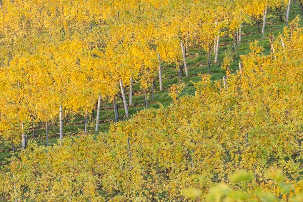Autumnal vineyard in morning light