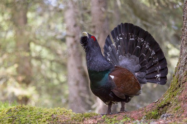 Capercaillie or Western Capercaillie (Tetrao urogallus)