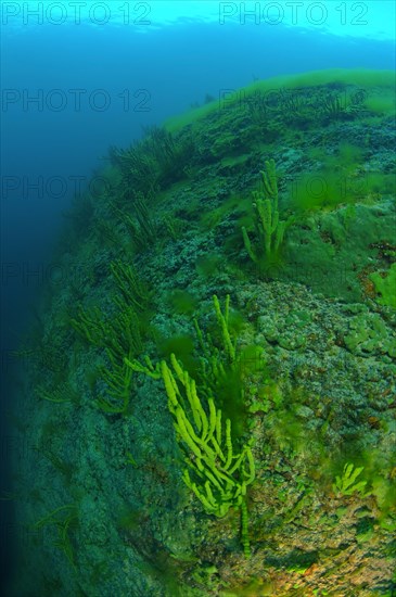 Demosponge (Lubomirskia baicalensis)
