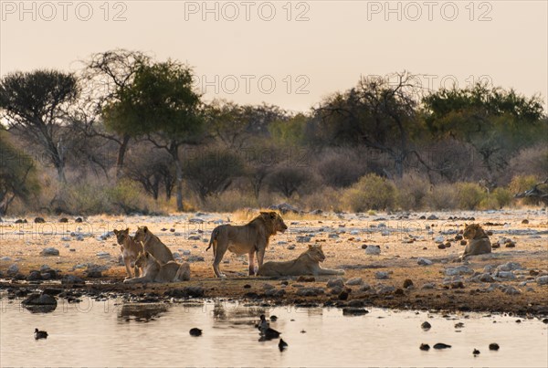 Pride of lions (Panthera leo) drinking at the Klein Namutoni waterhole
