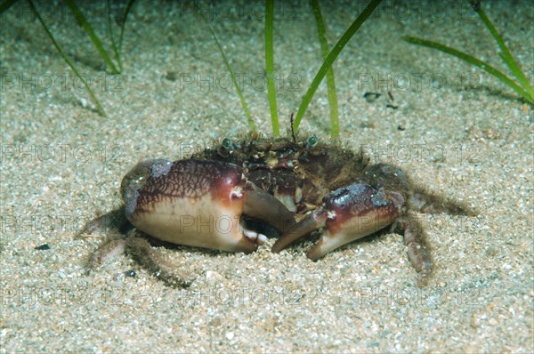 Bristly Crab