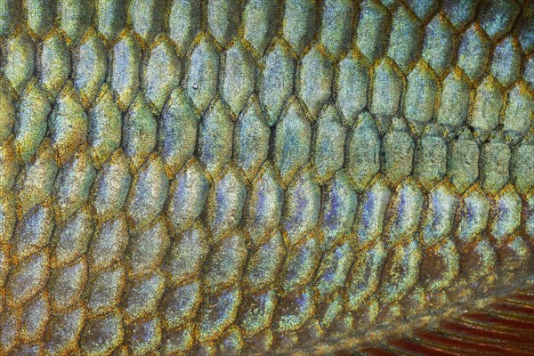 Scales of a Jewel Rainbow Fish or Banded Rainbowfish (Melanotaenia trifasciata)