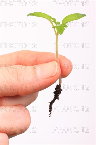 A hand holding the seedling of a Tomato (Solanum lycopersicum)