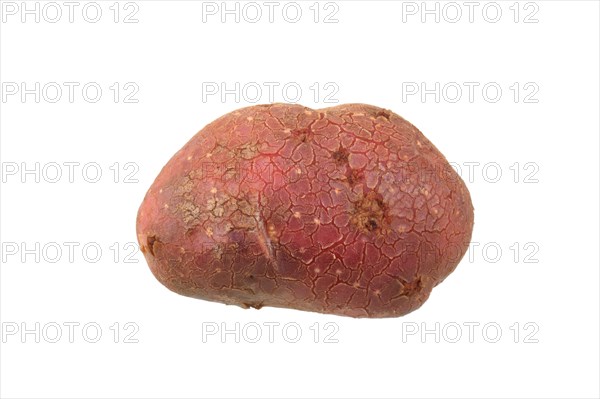 Potato