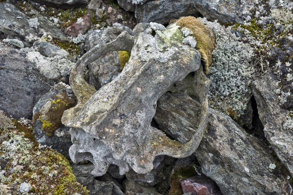 Lichens growing on the skull of a Polar Bear