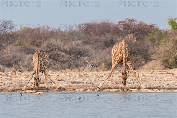 Giraffes (Giraffa camelopardis) drinking
