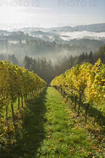 Vineyard in the morning mist