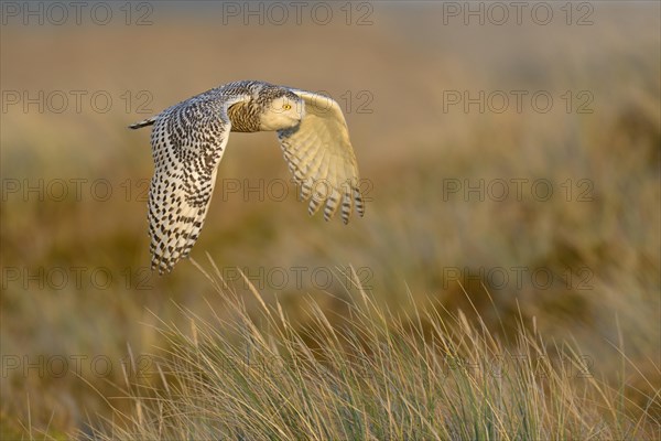 Snowy Owl (Bubo scandiacus)